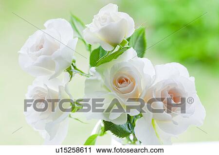 White Roses View Large Photo Image Stock Image - White Roses. Fotosearch