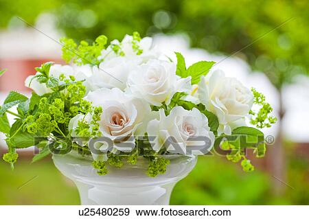 Stock Photo - White Roses. Fotosearch