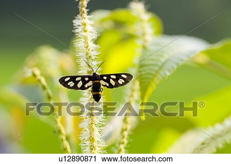 Stock Image - White-spotted Moth. Fotosearch