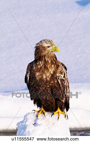 White-tailed eagle (Haliaeetus albicilla) resting on iceberg, Hokkaido Prefecture, Japan View Large Photo Image Stock Photo - White-tailed eagle (Haliaeetus albicilla) resting on iceberg, Hokkaido Prefecture, Japan. Fotosearch