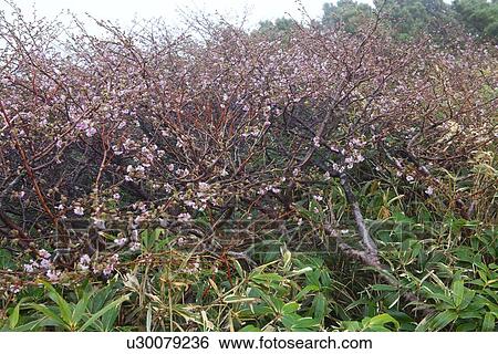 Stock Photograph - Wild Cherry Tree. Fotosearch