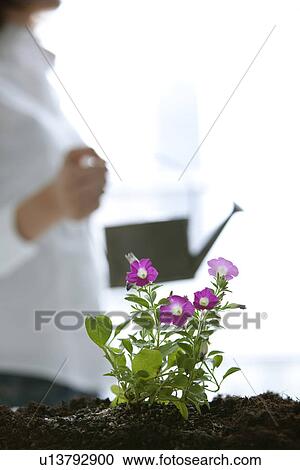 Woman planting flowers View Large Photo Image Stock Image - Woman planting flowers. Fotosearch