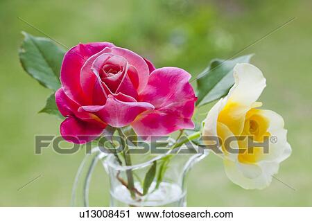 Yellow and Pink Rose View Large Photo Image Stock Image - Yellow and Pink Rose. Fotosearch