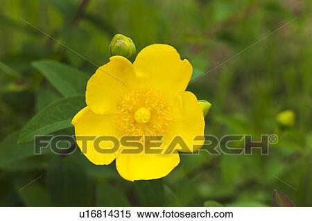 Stock Photography - Yellow Buttercup. Fotosearch