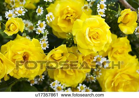 Stock Image - Yellow Flowers. Fotosearch