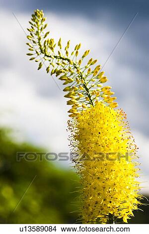 Yellow Foxtail Lily Flower View Large Photo Image Picture - Yellow Foxtail Lily Flower. Fotosearch
