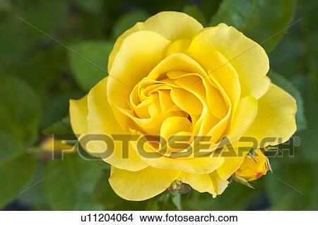 Yellow Rose View Large Photo Image Picture - Yellow Rose. Fotosearch