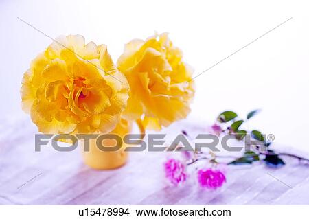 Yellow Rose View Large Photo Image Picture - Yellow Rose. Fotosearch