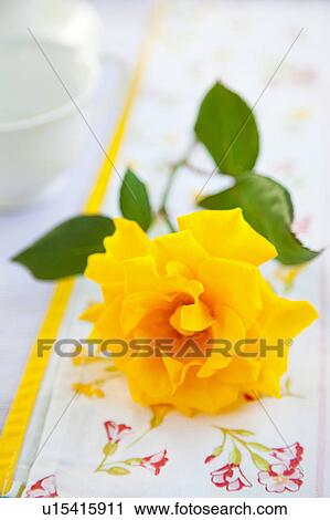 Stock Image - Yellow Rose. Fotosearch