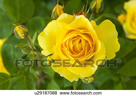 Stock Photo - Yellow Rose. Fotosearch