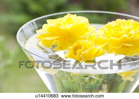 Stock Image - Yellow Roses Floating on Water. Fotosearch