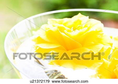 Yellow Roses Floating on Water View Large Photo Image Stock Photo - Yellow Roses Floating on Water. Fotosearch
