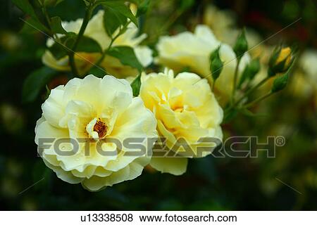 Stock Photo - Yellow roses (Gold Schatza). Fotosearch