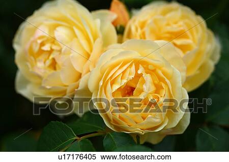Stock Photography - Yellow roses (Graham Thomas). Fotosearch