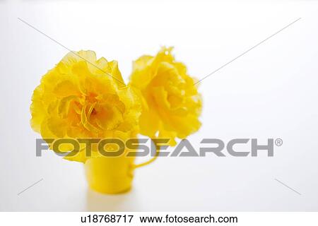 Yellow Roses in Mug View Large Photo Image Stock Photo - Yellow Roses in Mug. Fotosearch