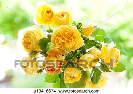 Picture - Yellow Roses. Fotosearch