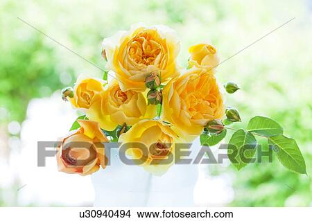 Yellow Roses View Large Photo Image Picture - Yellow Roses. Fotosearch