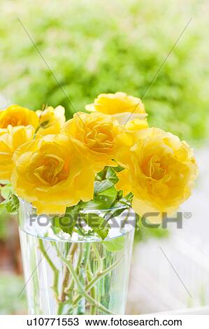 Yellow Roses View Large Photo Image Stock Image - Yellow Roses. Fotosearch