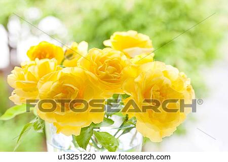 Yellow Roses View Large Photo Image Stock Image - Yellow Roses. Fotosearch