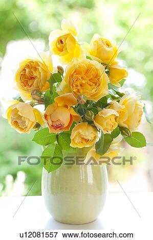 Yellow Roses View Large Photo Image Stock Photo - Yellow Roses. Fotosearch