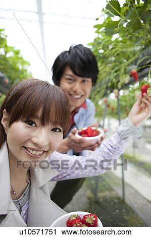 Young couple picking strawberries View Large Photo Image Stock Image - Young couple picking strawberries. Fotosearch