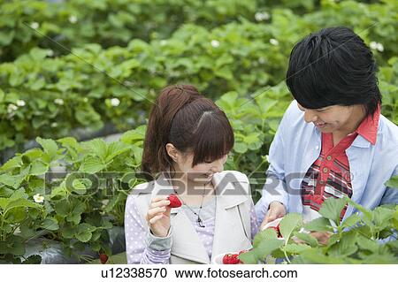 Stock Image - Young couple picking strawberries. Fotosearch