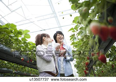 Stock Photo - Young couple picking strawberries. Fotosearch