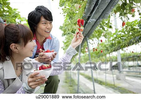 Stock Photo - Young couple picking strawberries. Fotosearch