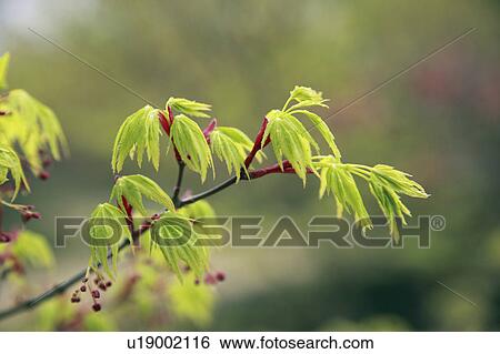 Young Maple Leaves View Large Photo Image Stock Photograph - Young Maple Leaves. Fotosearch