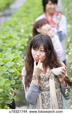 Young people eating strawberries View Large Photo Image Picture - Young people eating strawberries. Fotosearch