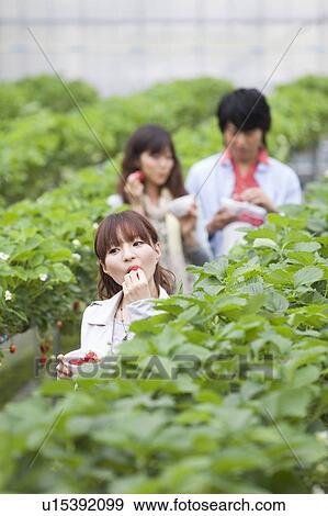 Young people eating strawberries View Large Photo Image Stock Photo - Young people eating strawberries. Fotosearch
