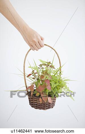 Young woman holding a potted plant in basket View Large Photo Image Stock Image - Young woman holding a potted plant in basket. Fotosearch