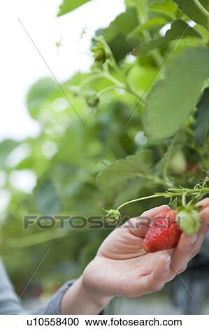 Young woman holding a strawberry View Large Photo Image Stock Image - Young woman holding a strawberry. Fotosearch