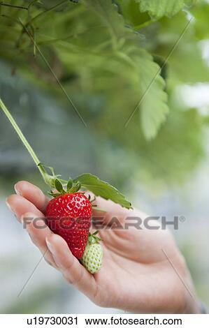 Young woman holding a strawberry View Large Photo Image Stock Image - Young woman holding a strawberry. Fotosearch