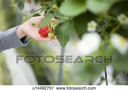 Young woman holding a strawberry View Large Photo Image Stock Photo - Young woman holding a strawberry. Fotosearch