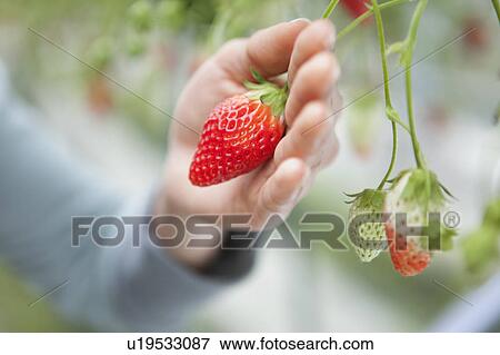 Young woman holding a strawberry View Large Photo Image Stock Photo - Young woman holding a strawberry. Fotosearch