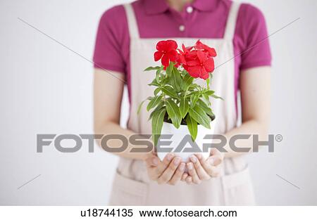 Stock Photography - Young woman holding Madagascar Periwinkle (Catharanthus roseus). Fotosearch