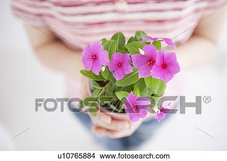 Young woman holding potted flower View Large Photo Image Picture - Young woman holding potted flower. Fotosearch