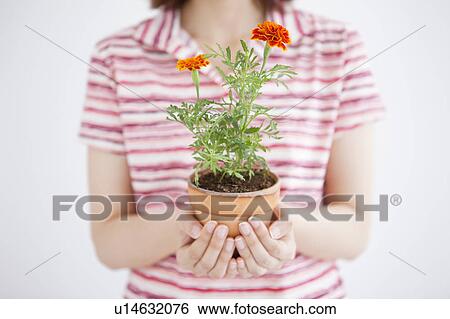 Stock Photograph - Young woman holding potted flower. Fotosearch
