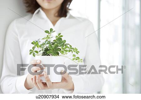 Young woman holding potted plant View Large Photo Image Picture - Young woman holding potted plant. Fotosearch