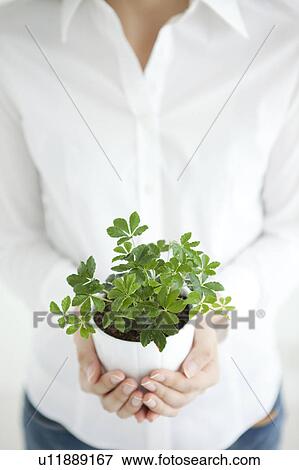Young woman holding potted plant View Large Photo Image Stock Photo - Young woman holding potted plant. Fotosearch
