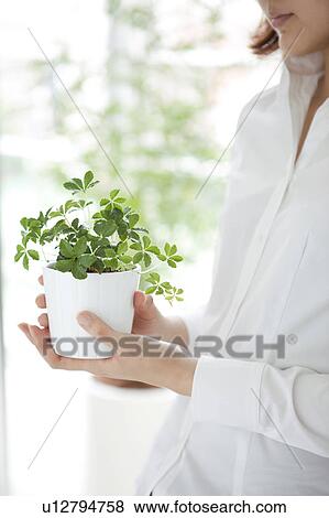Young woman holding potted plant View Large Photo Image Stock Photo - Young woman holding potted plant. Fotosearch