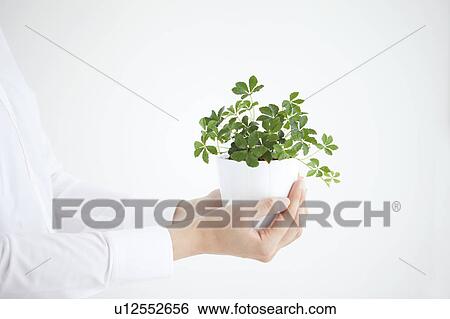 Young woman holding potted plant View Large Photo Image Stock Photograph - Young woman holding potted plant. Fotosearch