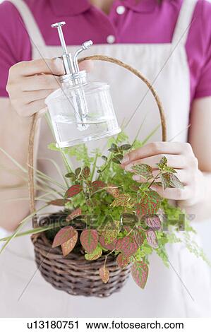 Young woman holding spray bottle and potted plant View Large Photo Image Stock Image - Young woman holding spray bottle and potted plant. Fotosearch