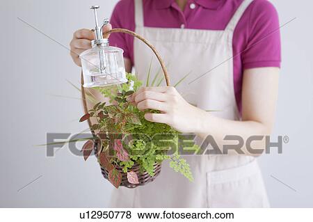 Stock Photo - Young woman holding spray bottle and potted plant. Fotosearch