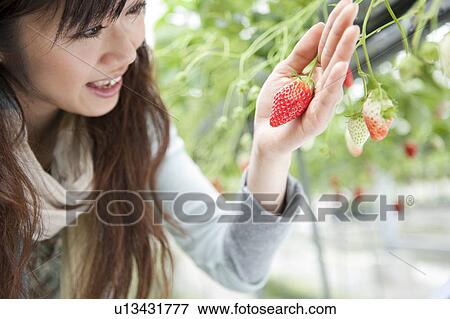 Young woman holding strawberries View Large Photo Image Stock Photo - Young woman holding strawberries. Fotosearch