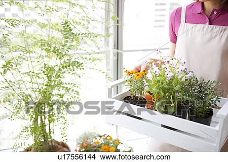 Young woman moving potted flowers View Large Photo Image Picture - Young woman moving potted flowers. Fotosearch