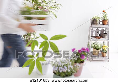Young woman moving potted flowers View Large Photo Image Stock Image - Young woman moving potted flowers. Fotosearch