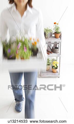 Young woman moving potted flowers View Large Photo Image Stock Image - Young woman moving potted flowers. Fotosearch