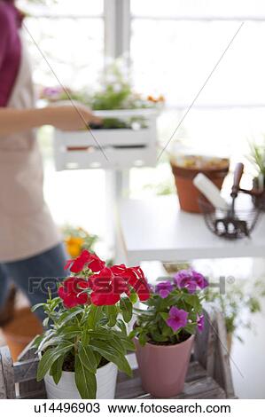 Stock Image - Young woman moving potted flowers. Fotosearch